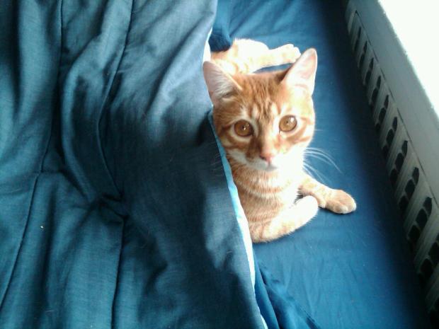 Maxx is snuggling-IMG00101-20100613-1428