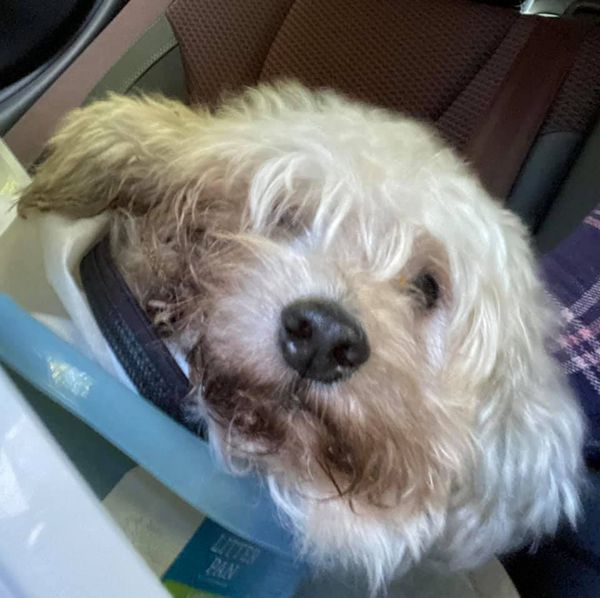 Dog - Rescue by Bebbuh and Paul June 2021