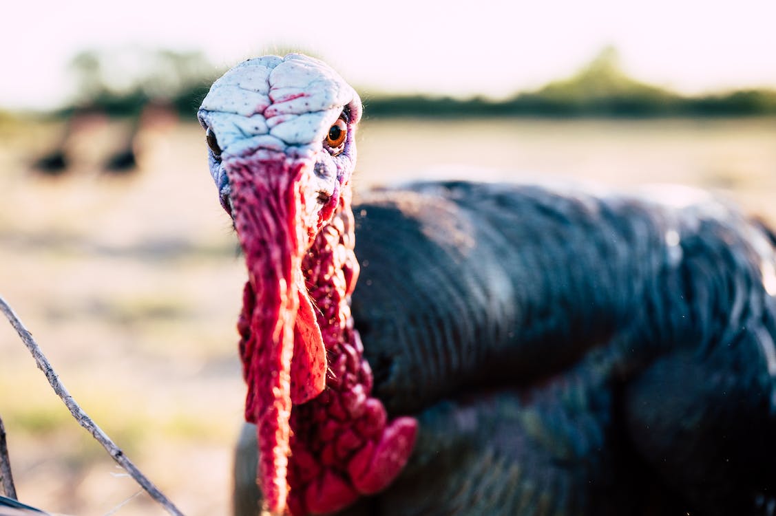 Turkey-Happy Freaking Thanksgiving-pexels-photo-4508757
